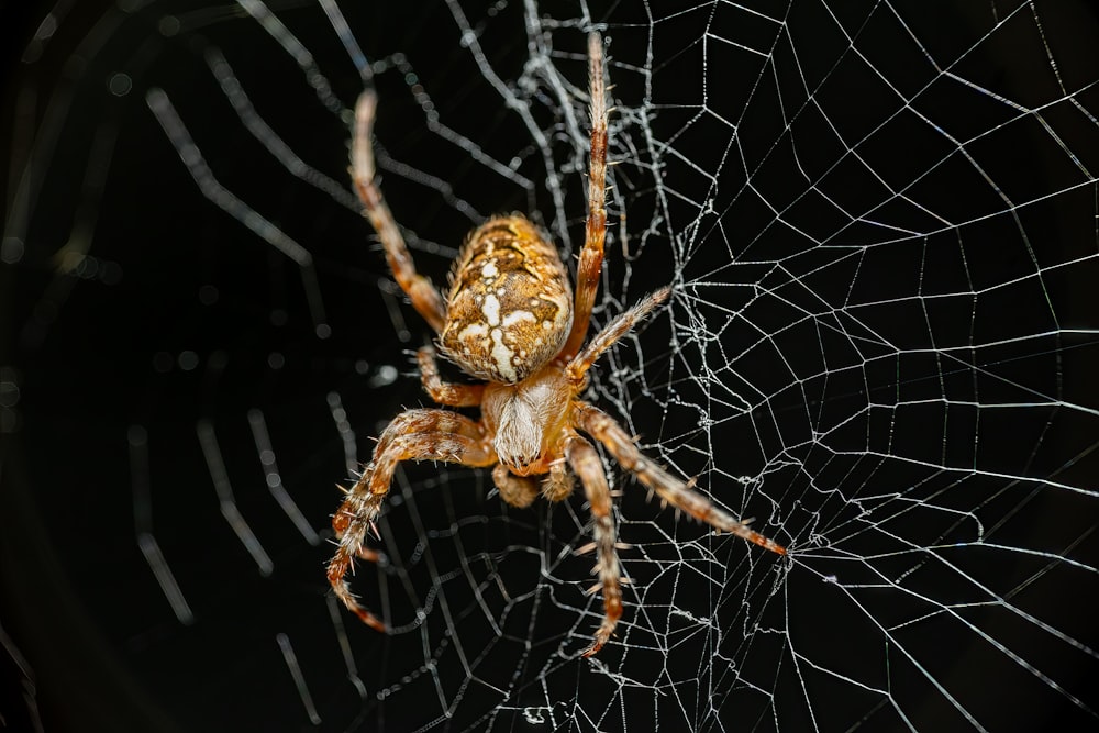 um close up de uma aranha em uma teia