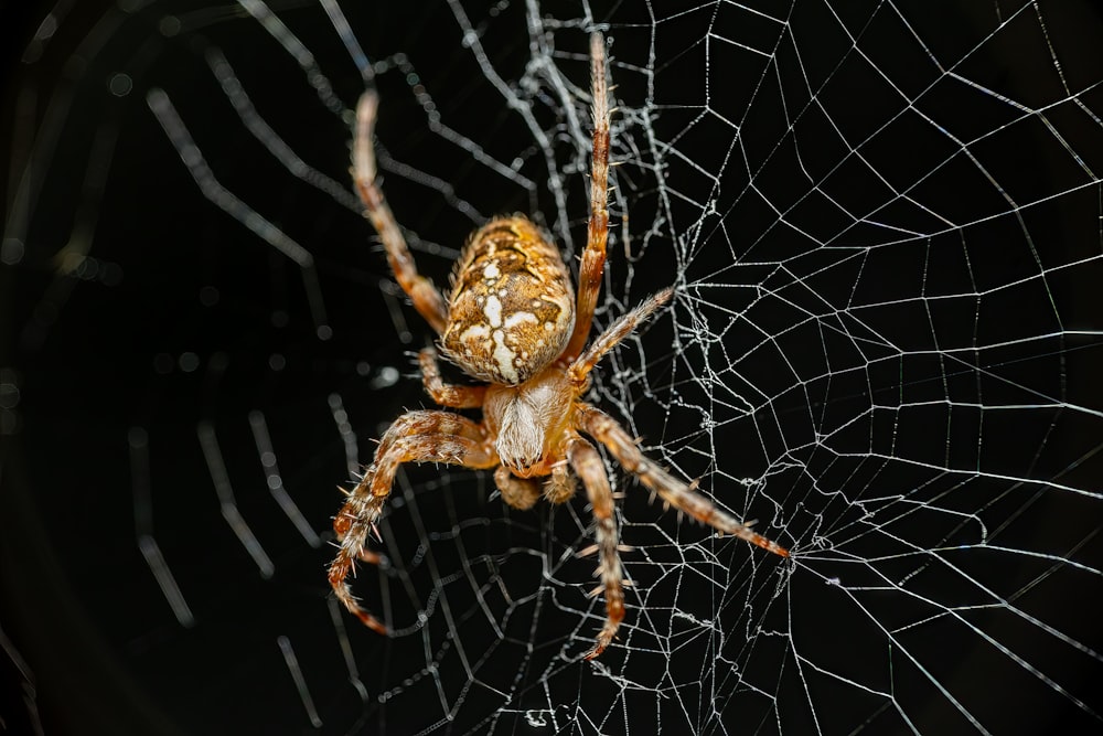 a close up of a spider on a web