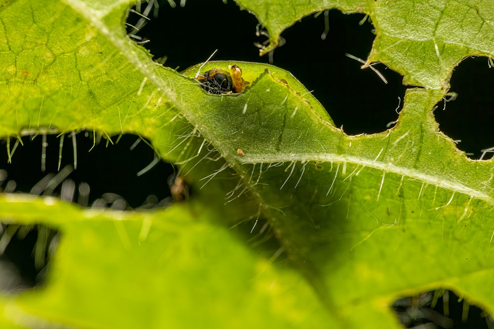 a bug is sitting on a green leaf