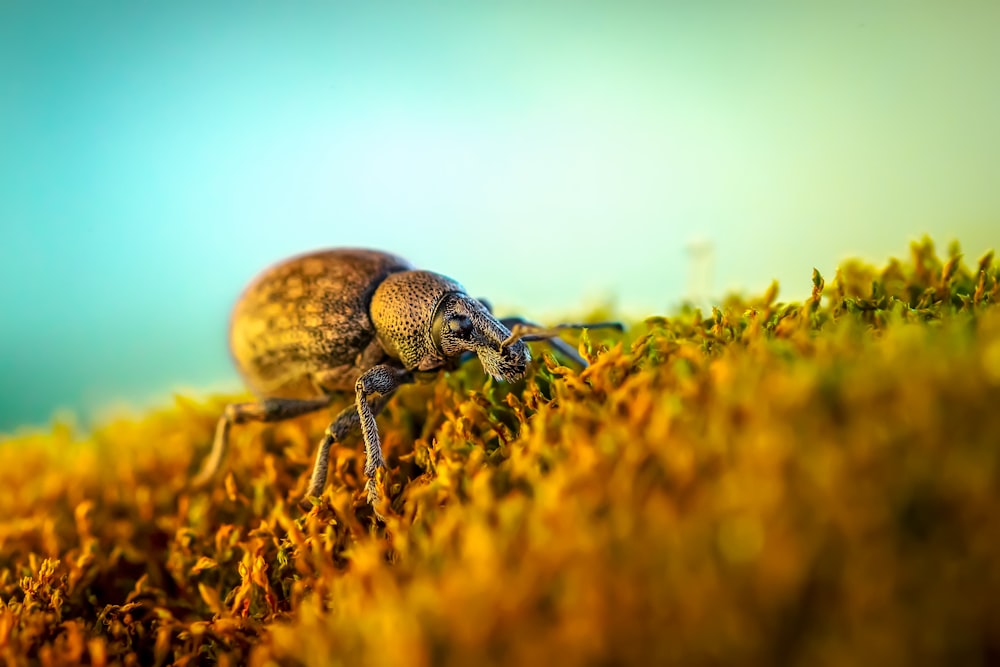 a close up of a bug on a mossy surface