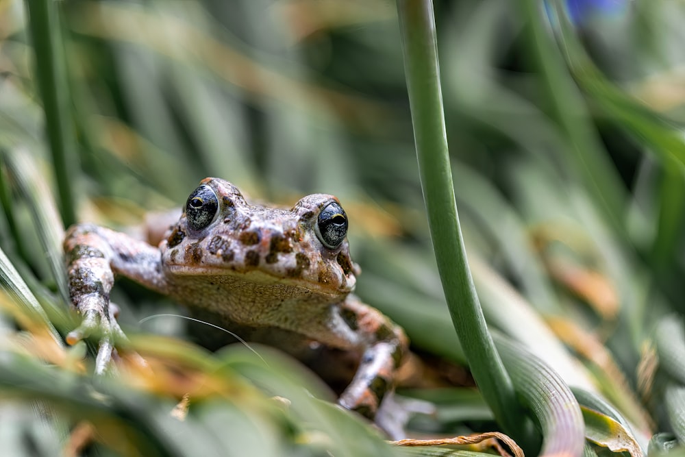 a frog sitting on top of a lush green field