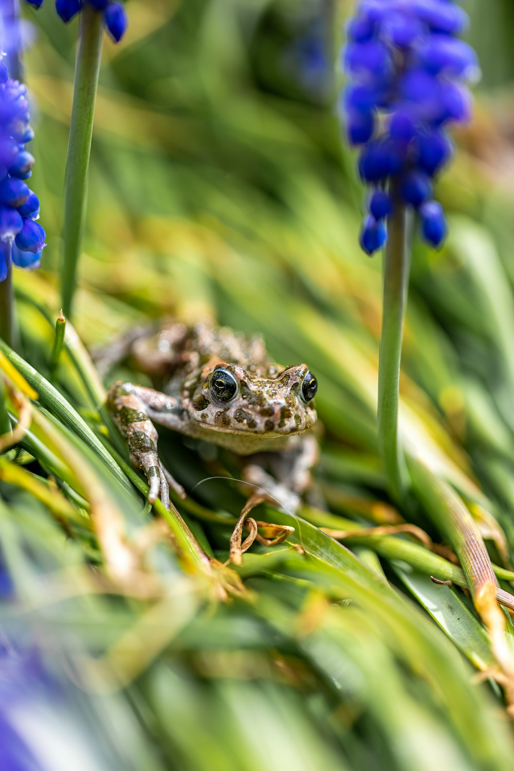 a frog sitting on top of a lush green field