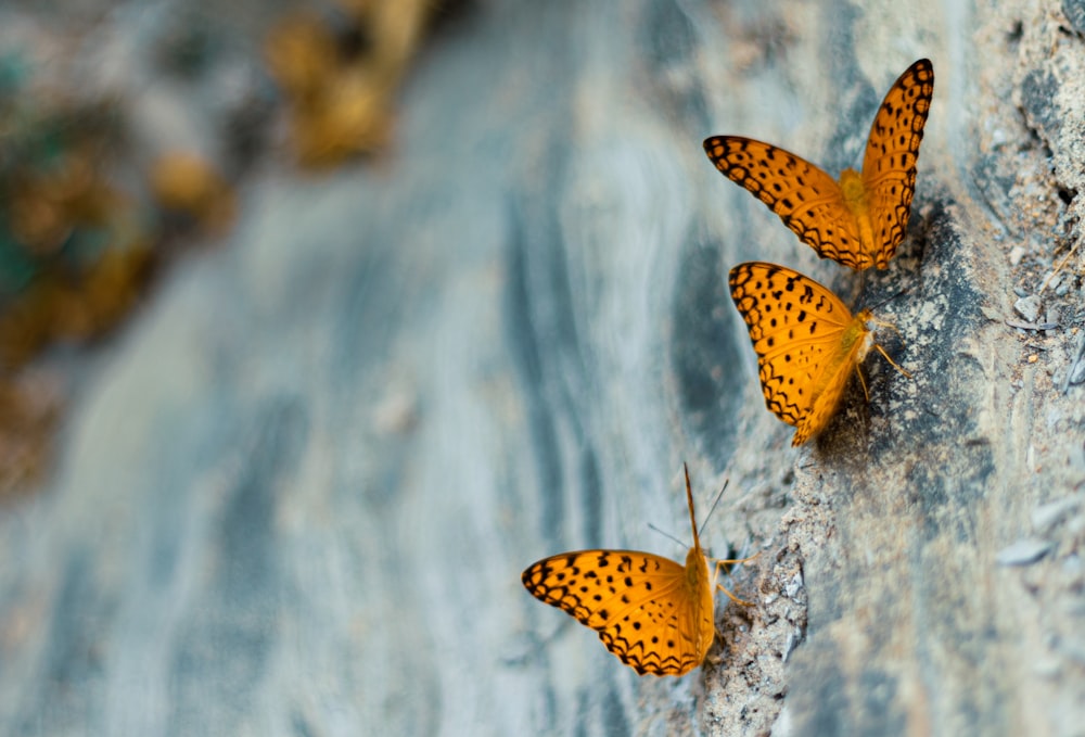 two butterflies are sitting on a rock