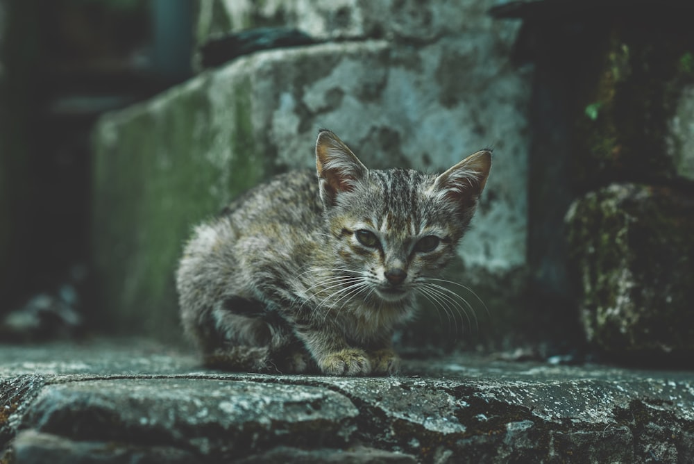a small kitten sitting on top of a cement slab