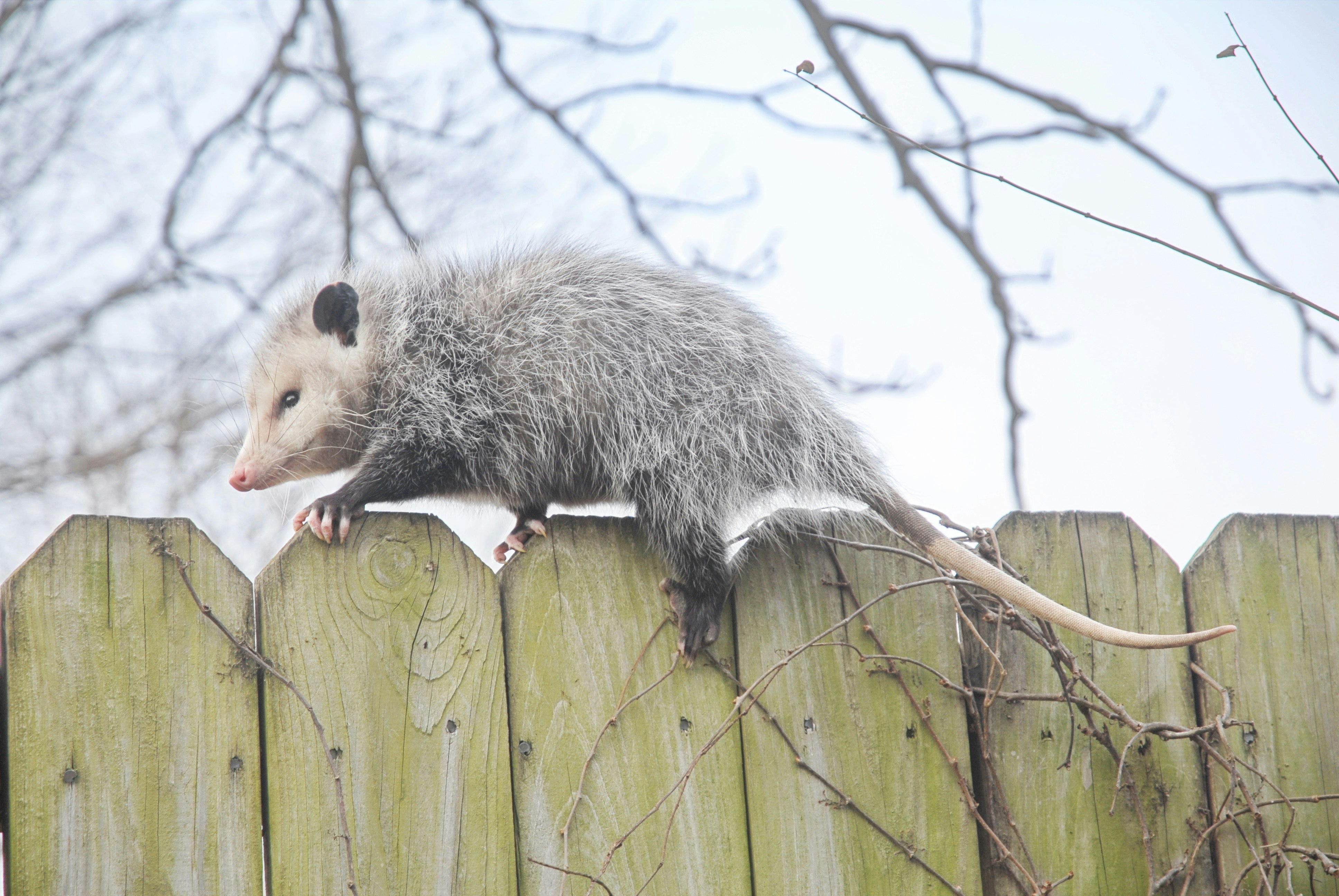 Photo de opossum-souris pâle par Robert Linder