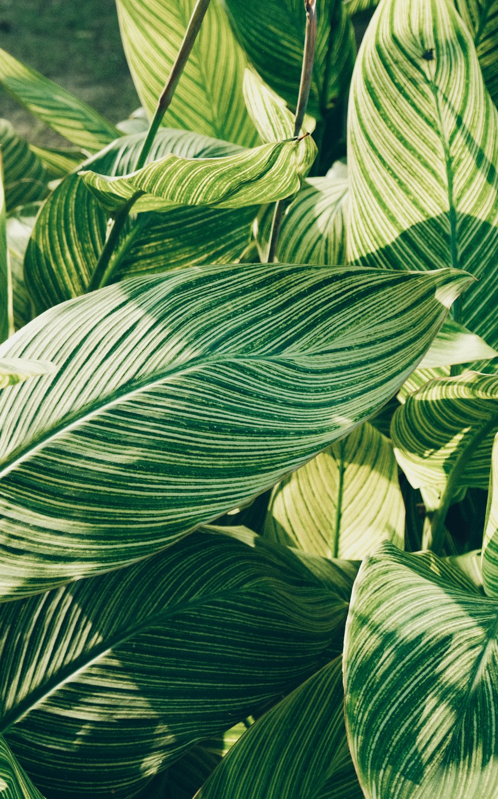 a close up of a green leafy plant