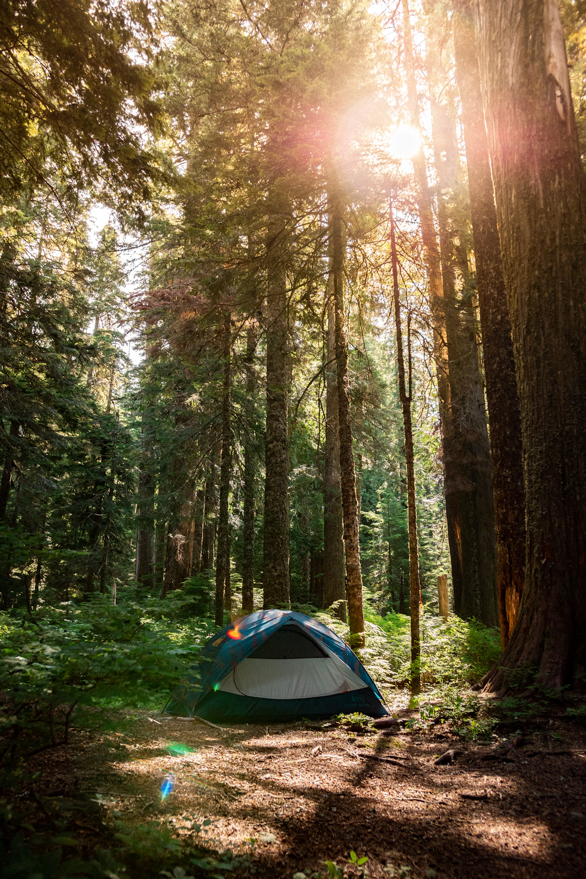 Tent at a sunlit campsite among tall Pacific Northwest trees