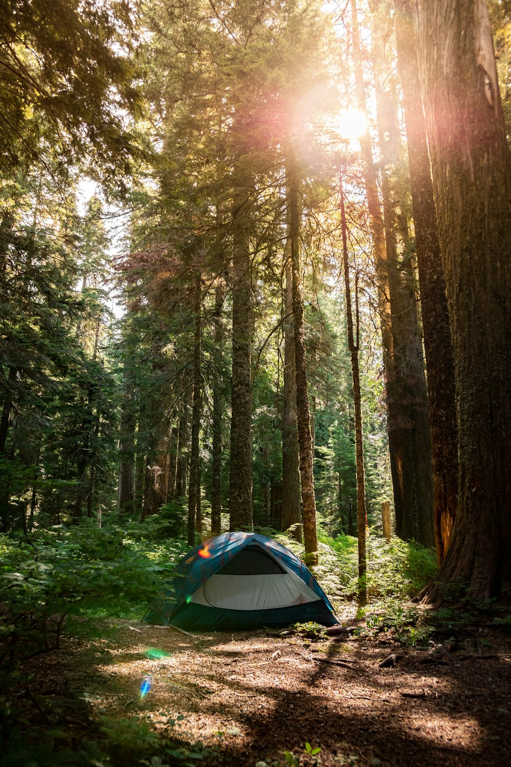 a tent pitched up in the middle of a forest