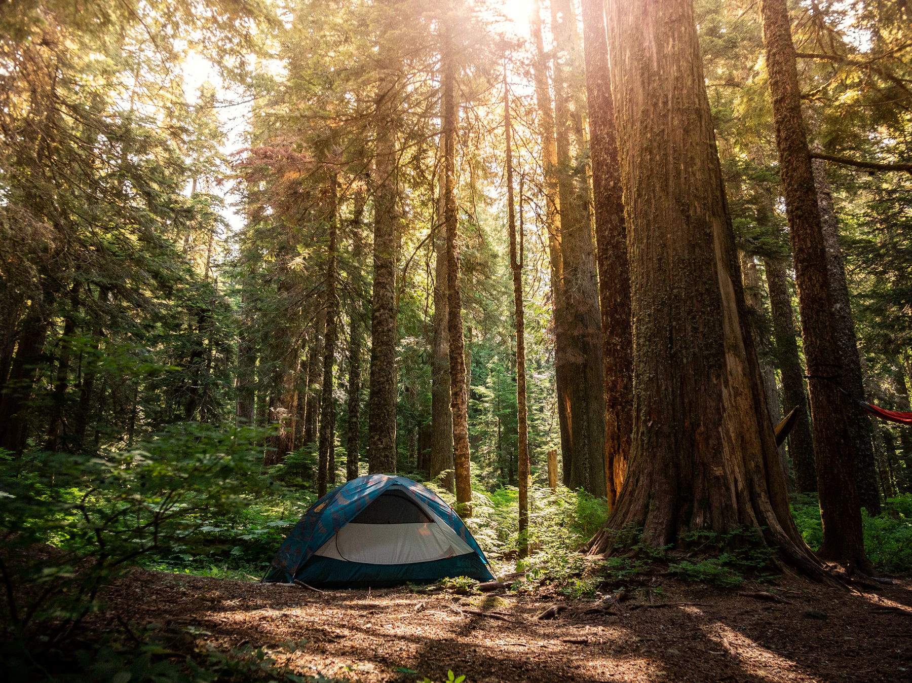Camping tent set in a sunlit forest campsite