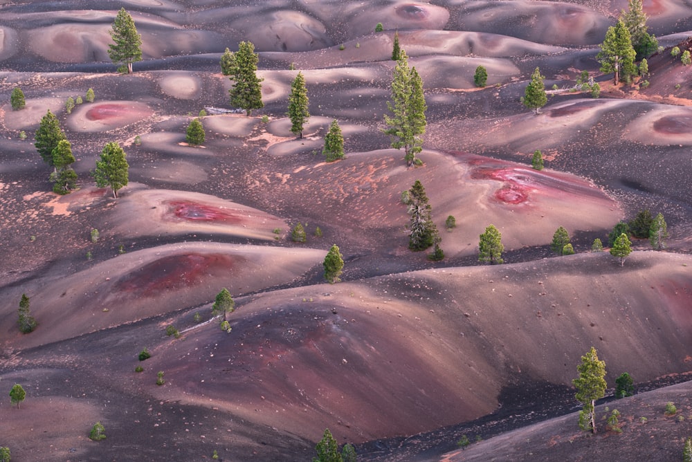 a group of trees sitting on top of a lush green hillside