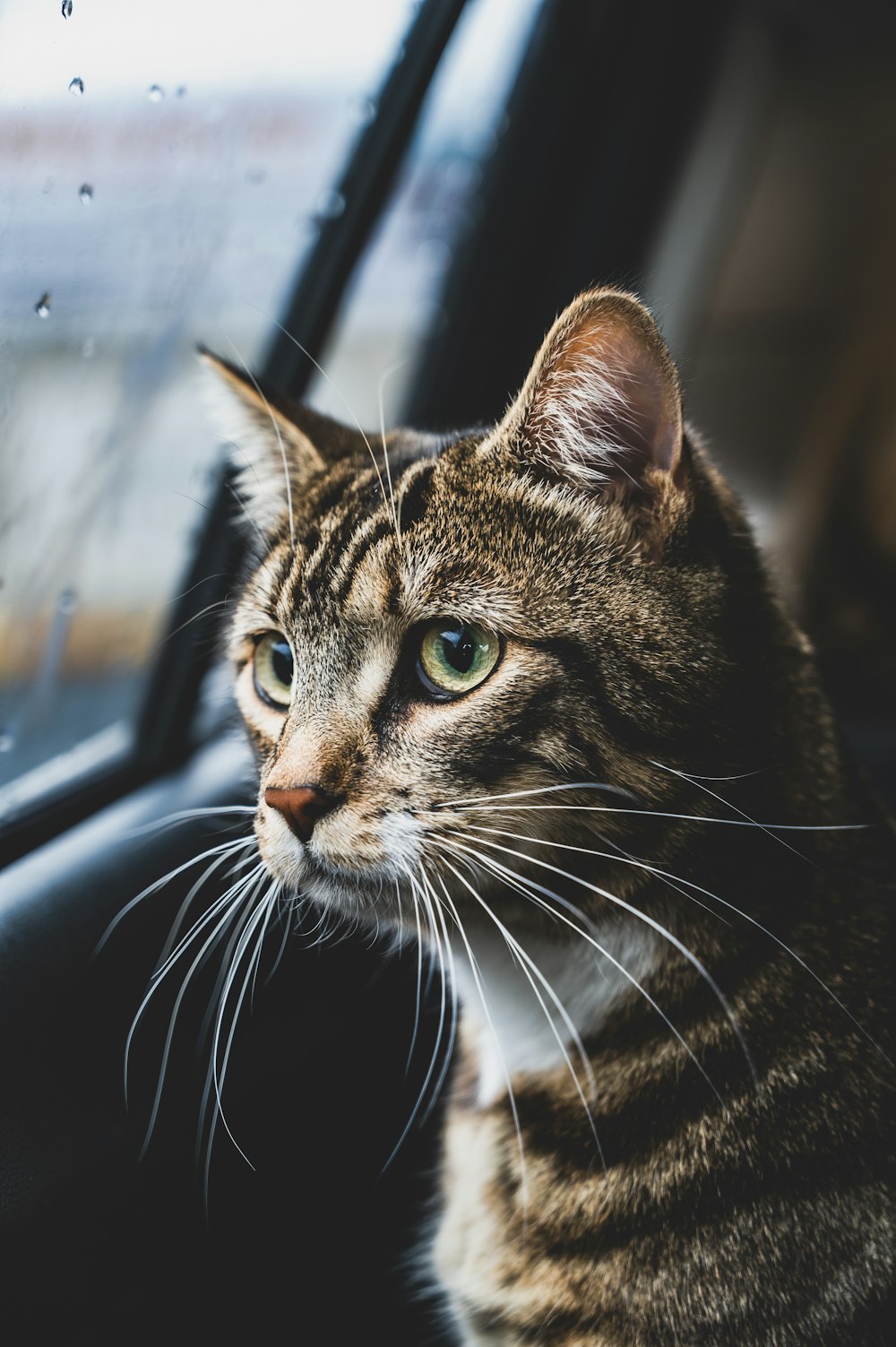 a cat sitting in a car looking out the window