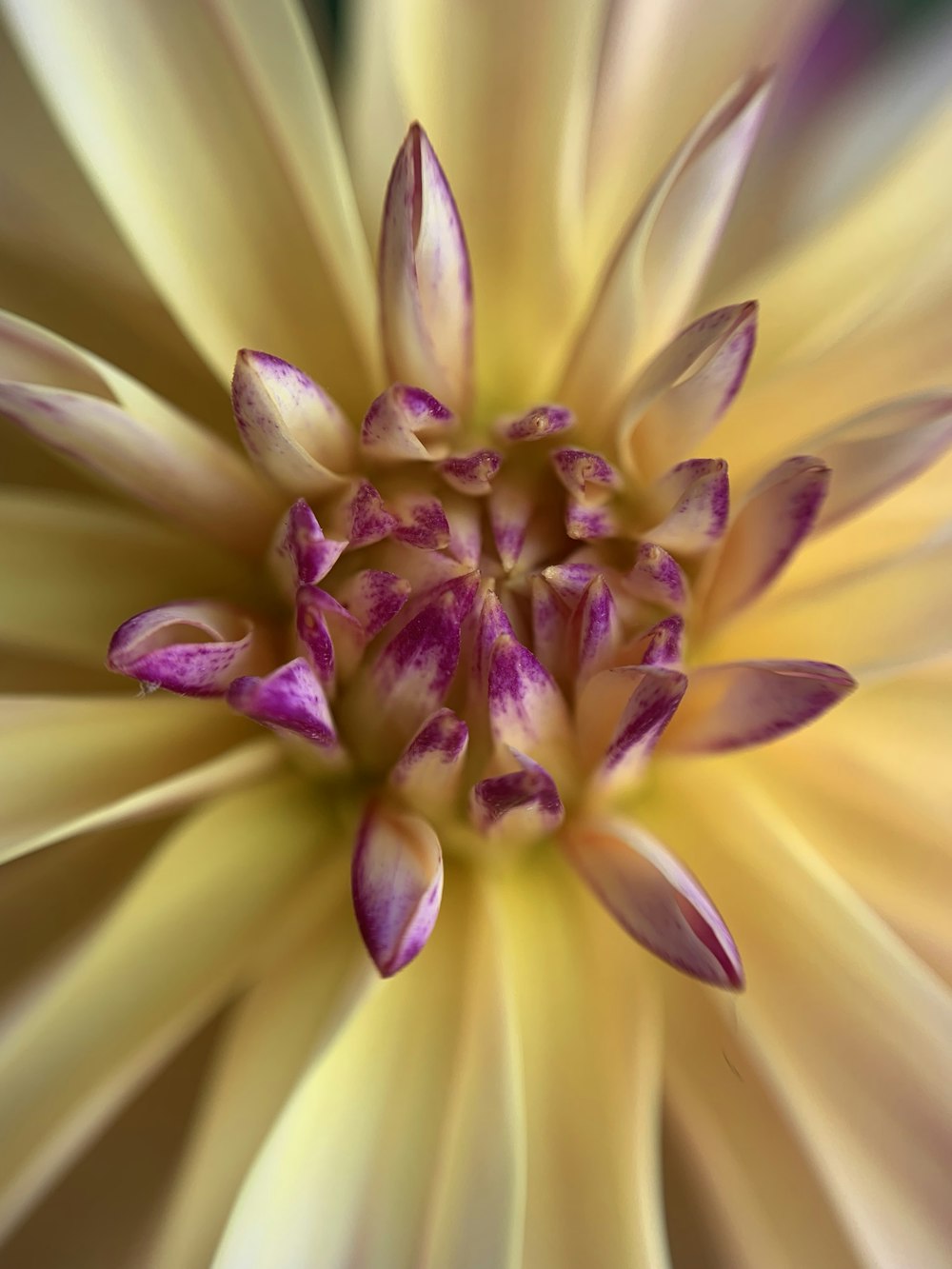 a close up of a purple and yellow flower