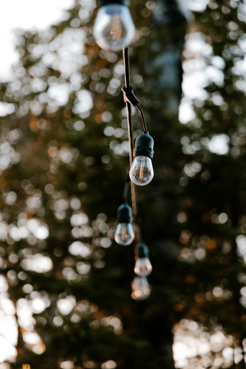 un mazzo di lampadine appese a un albero