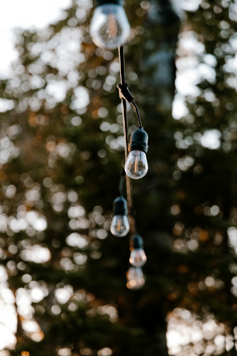 un tas d’ampoules suspendues à un arbre