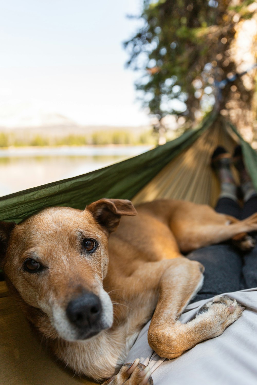 a brown dog laying in a hammock next to a person