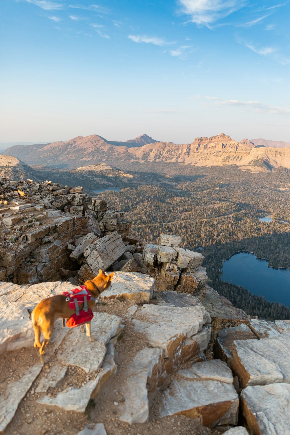 a dog standing on top of a rocky mountain