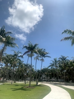 A row of tall palm trees lining a tropical pathway