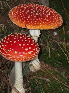 Two large, bright red mushrooms with white spots are growing in a natural forest setting. The mushrooms have tall, white stems, and the background consists of green moss and dry leaves scattered on the forest floor.