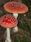 Two large, bright red mushrooms with white spots are growing in a natural forest setting. The mushrooms have tall, white stems, and the background consists of green moss and dry leaves scattered on the forest floor.