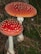 Two large, bright red mushrooms with white spots are growing in a natural forest setting. The mushrooms have tall, white stems, and the background consists of green moss and dry leaves scattered on the forest floor.
