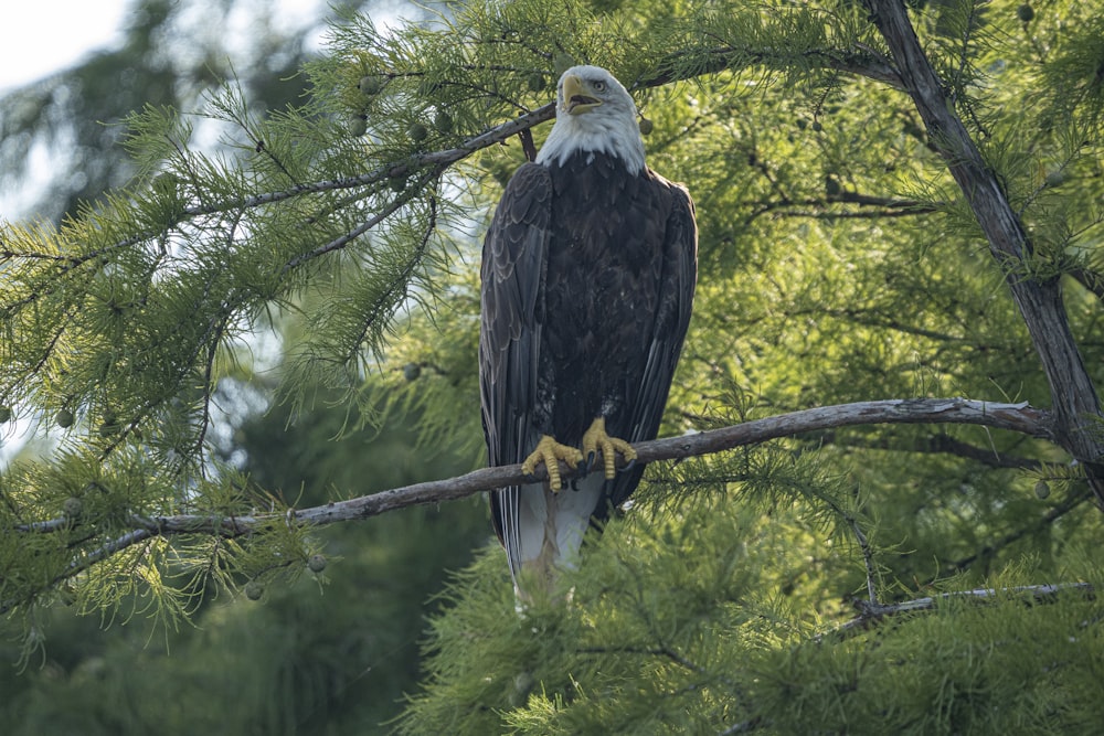 uma águia careca empoleirada em um galho de árvore