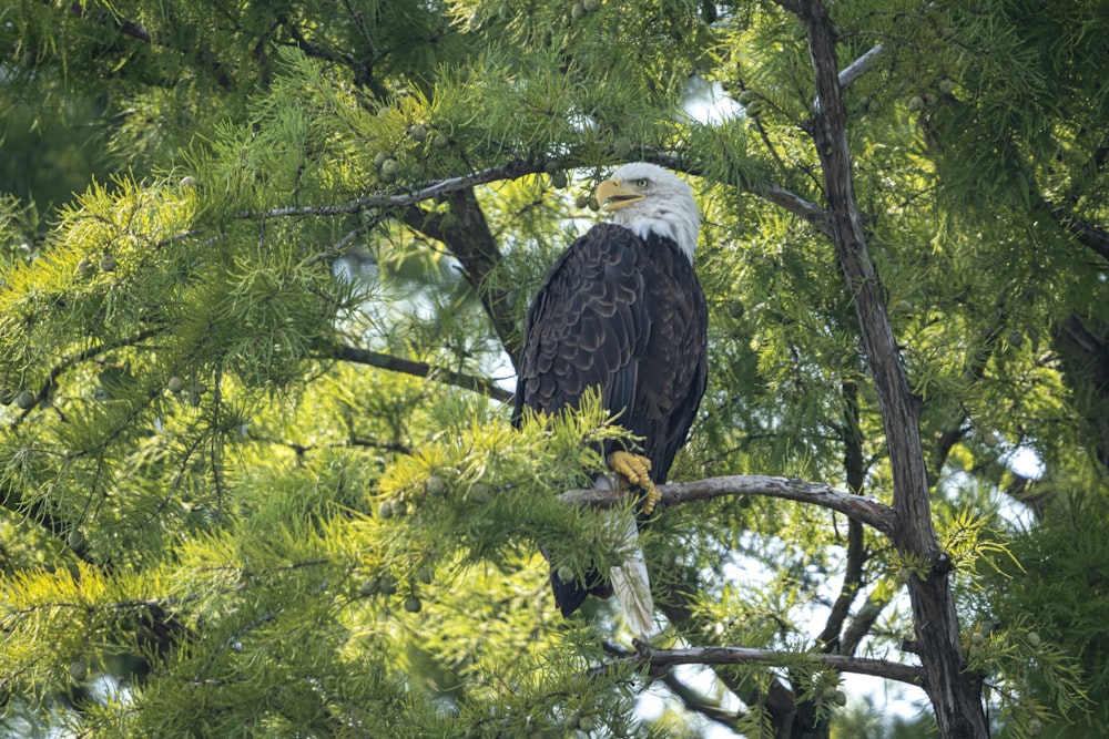 a bald eagle perched on a tree branch