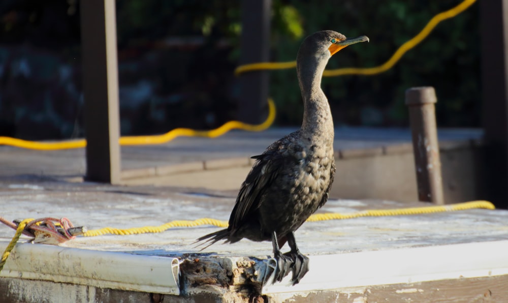 a large bird standing on top of a wooden post