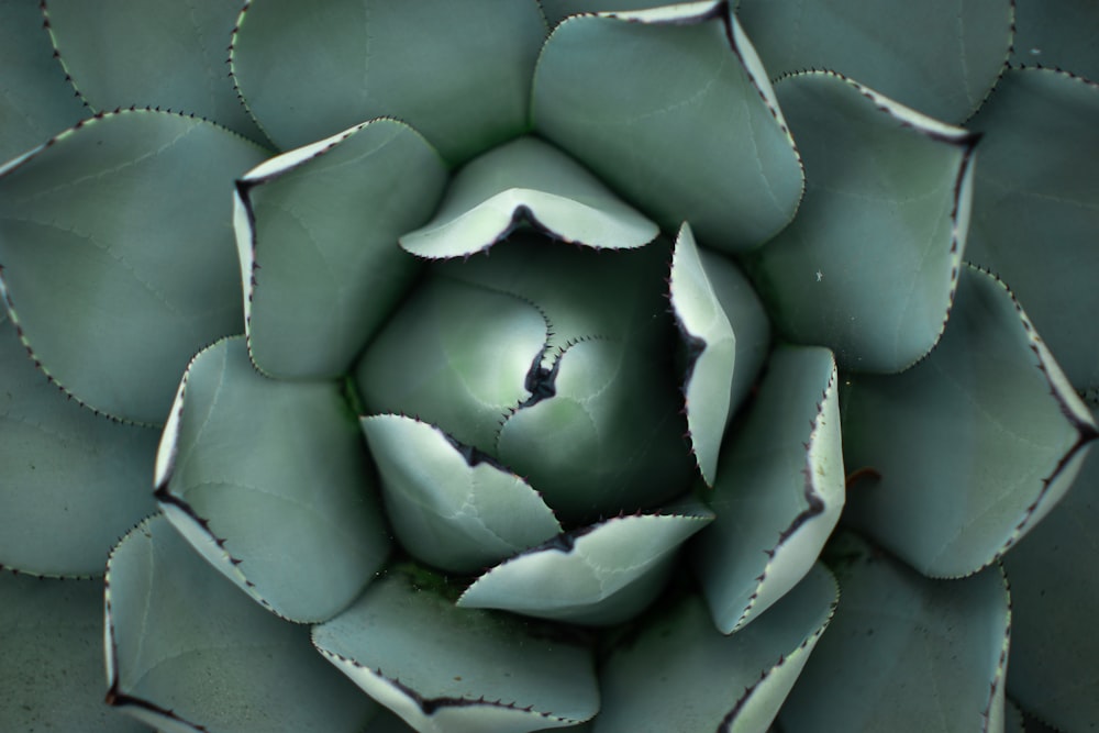 a close up view of a green flower