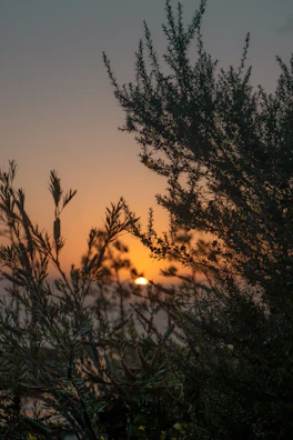 the sun is setting behind some trees
