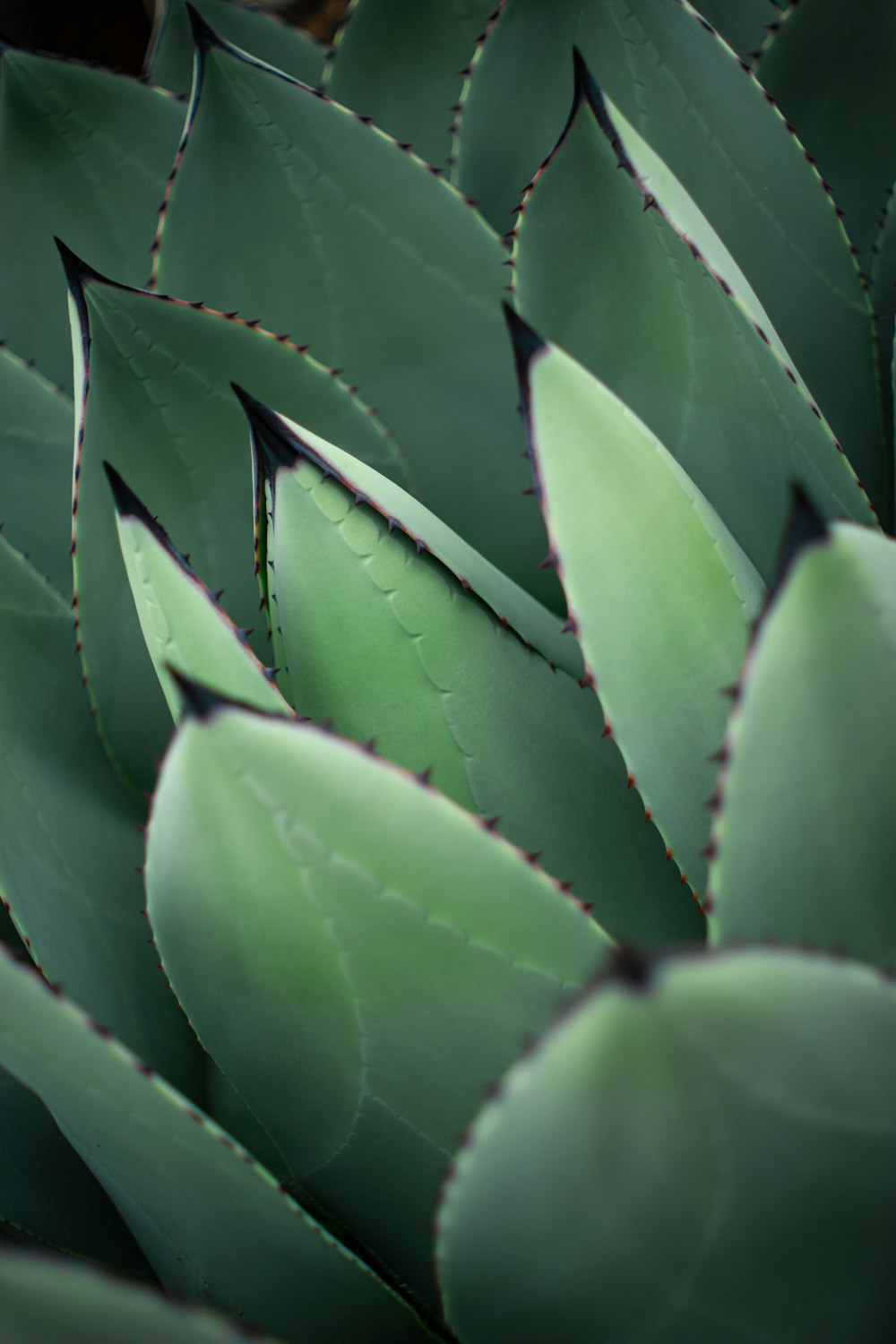 a close up of a green plant with leaves