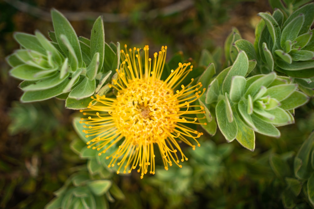 a close up of a yellow flower with green leaves