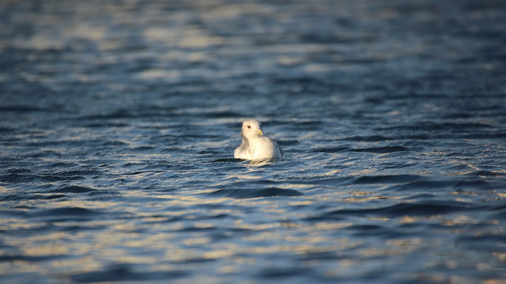 a white bird floating on top of a body of water