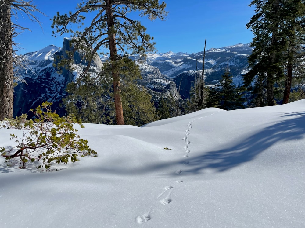 a trail in the snow with trees and mountains in the background