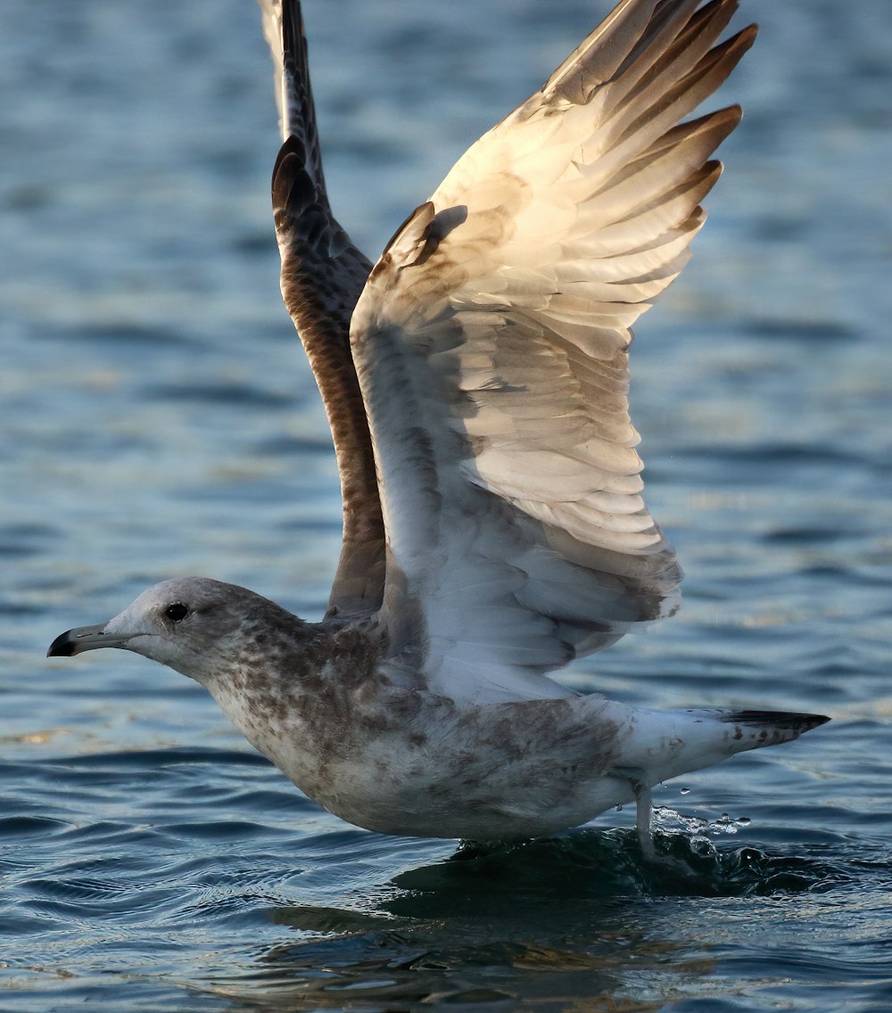 a seagull flying over the water with its wings spread