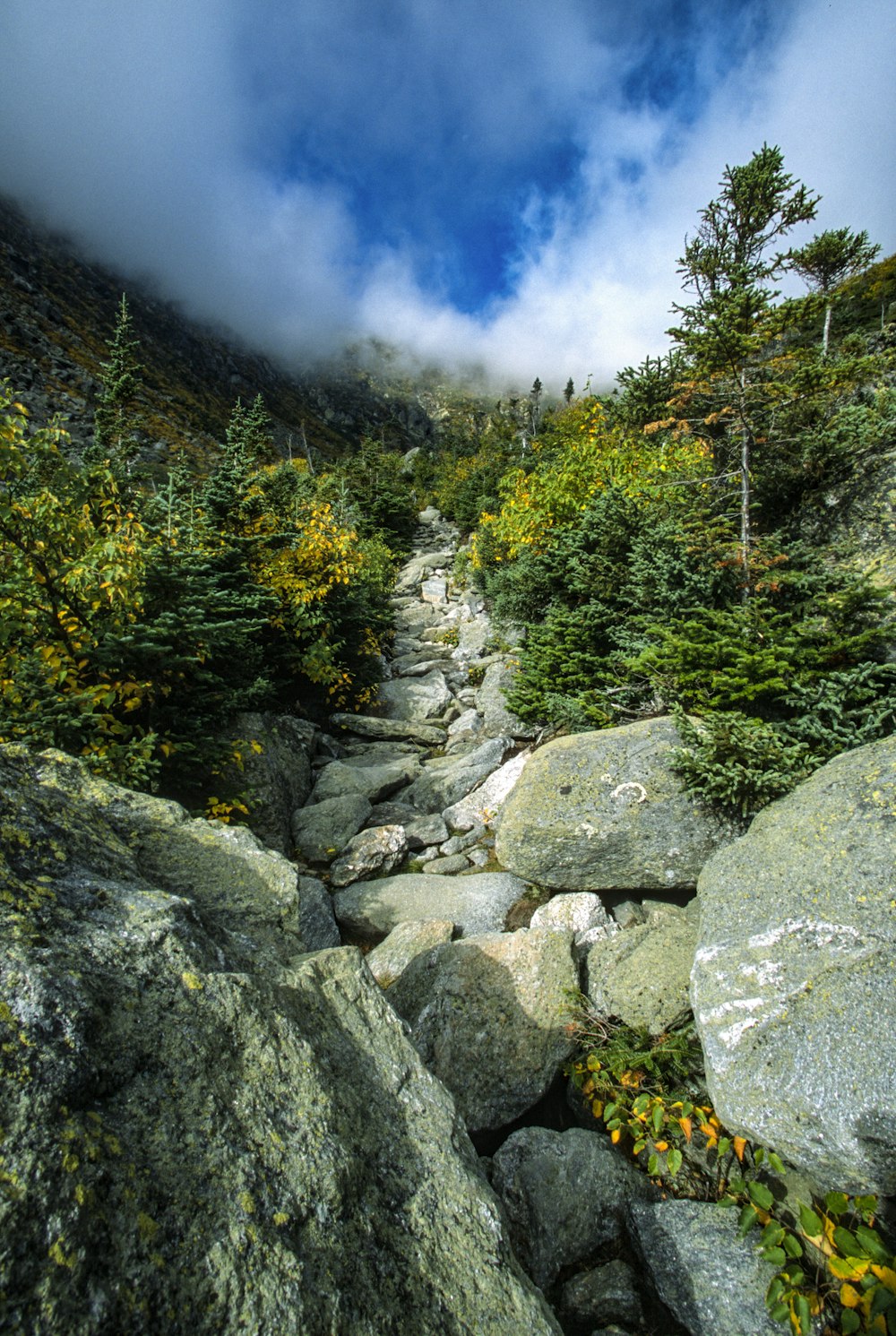 a rocky trail surrounded by trees on a cloudy day