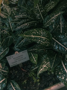 A cluster of dark green leaves with white speckles and patterns. A label is visible among the leaves, displaying the scientific name Aglaonema costatum forma costatum.