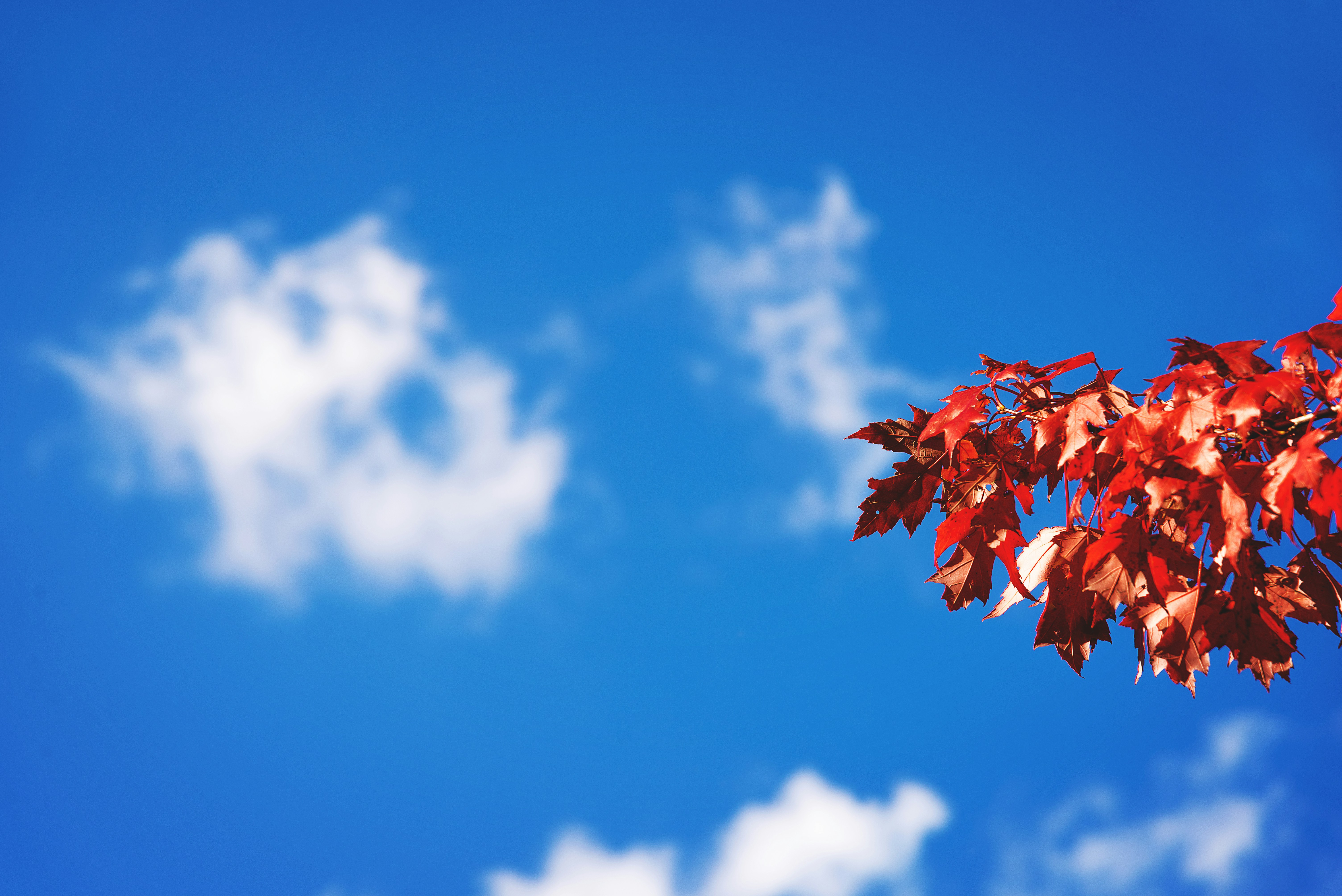 A tree branch with red leaves against a blue sky photo – Free Autumn ...