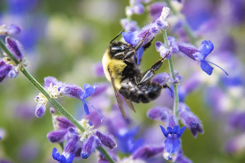 a close up of a bee on a flower