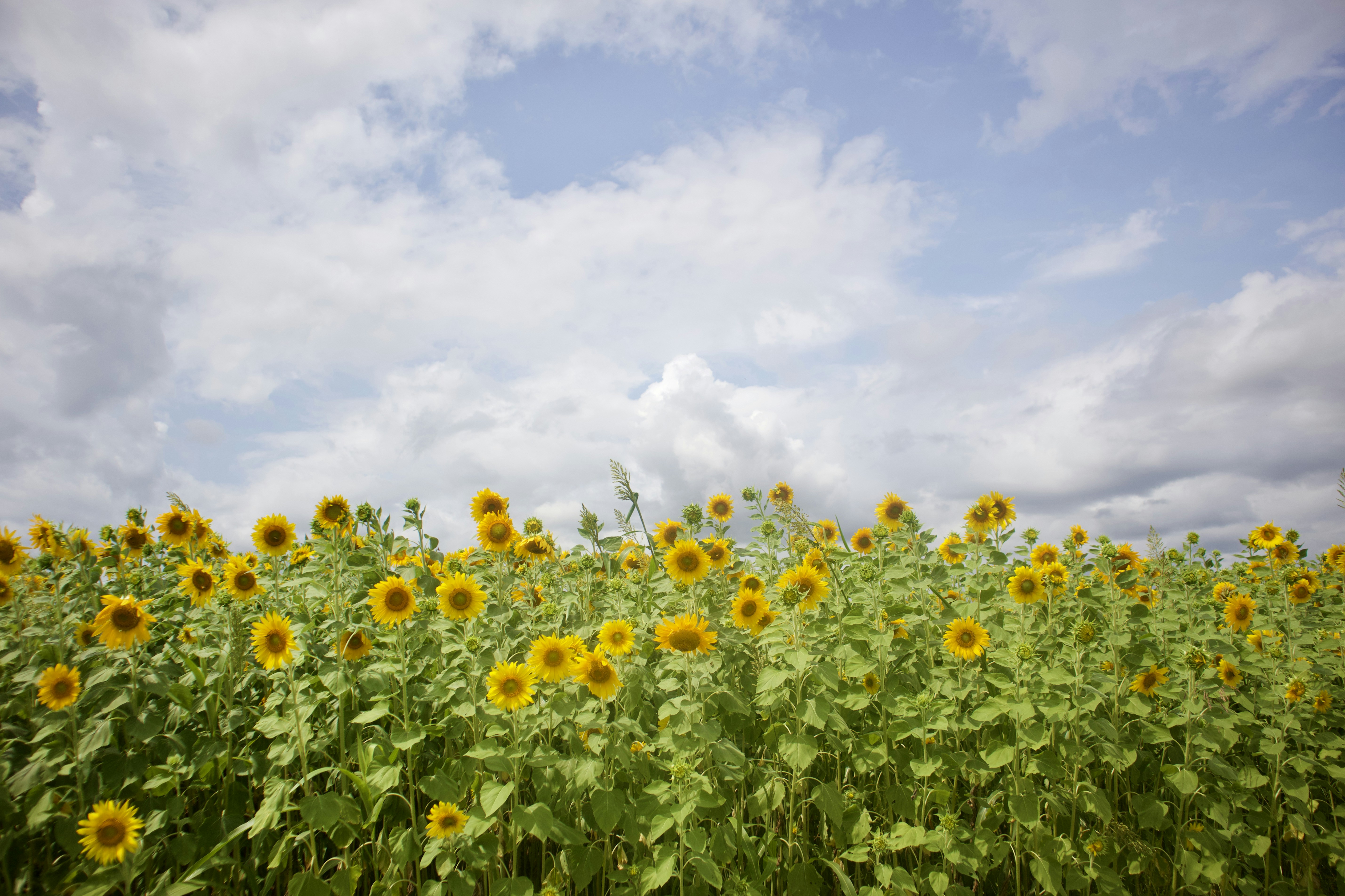 Photo by theenthusedlife