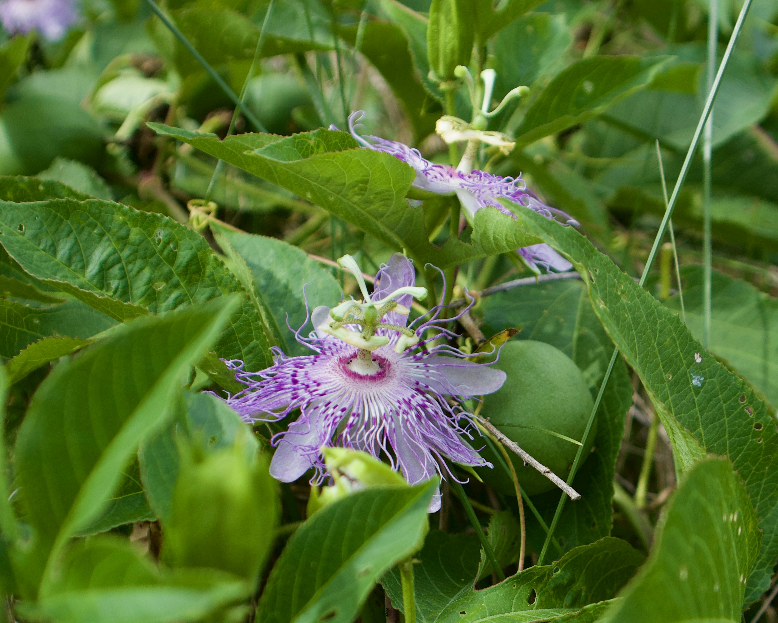 Photo by theenthusedlife