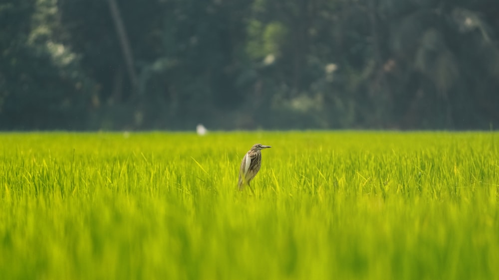 a bird standing in the middle of a green field