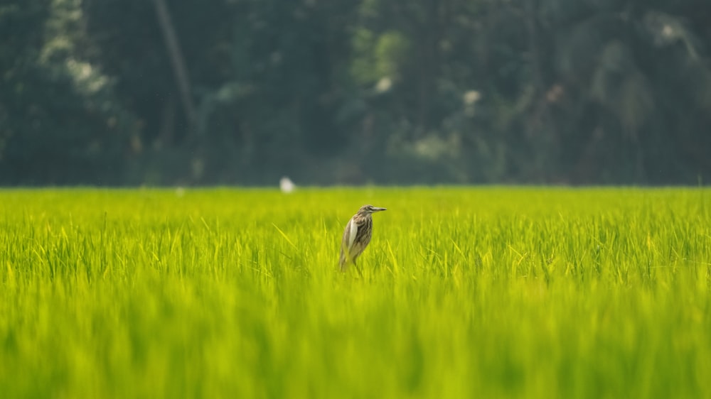 Un pájaro parado en medio de un campo verde