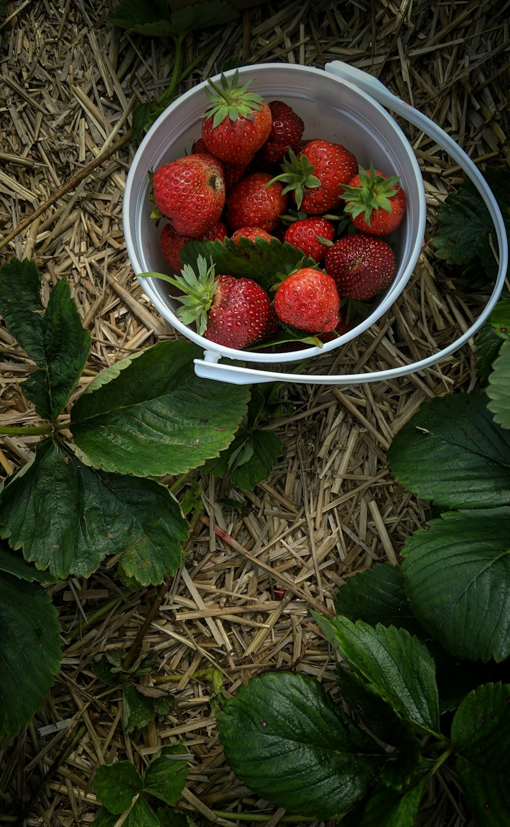 a bucket of strawberries sitting on top of a pile of straw