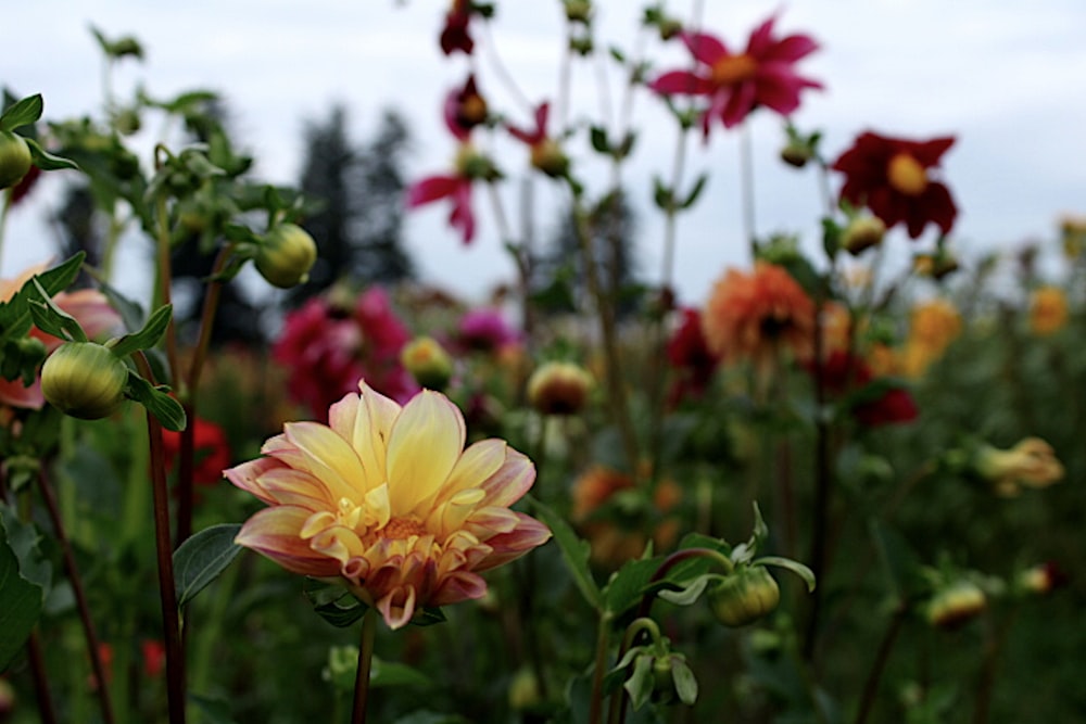 a field full of colorful flowers on a cloudy day