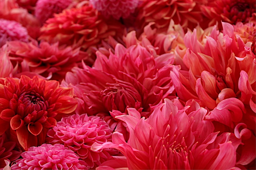 a close up of a bunch of red flowers