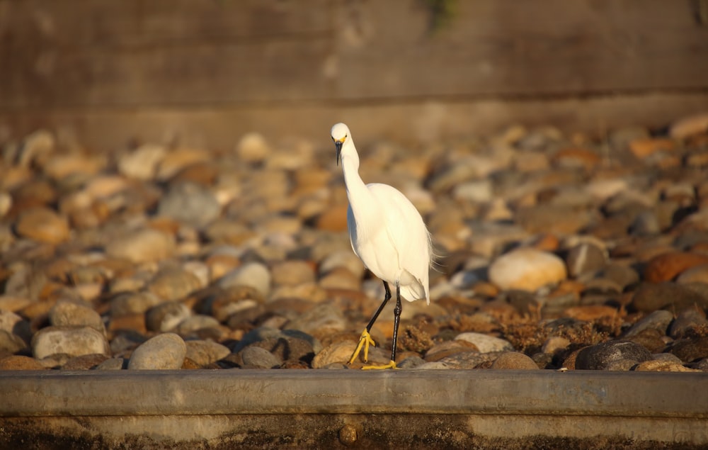 a white bird is standing on some rocks