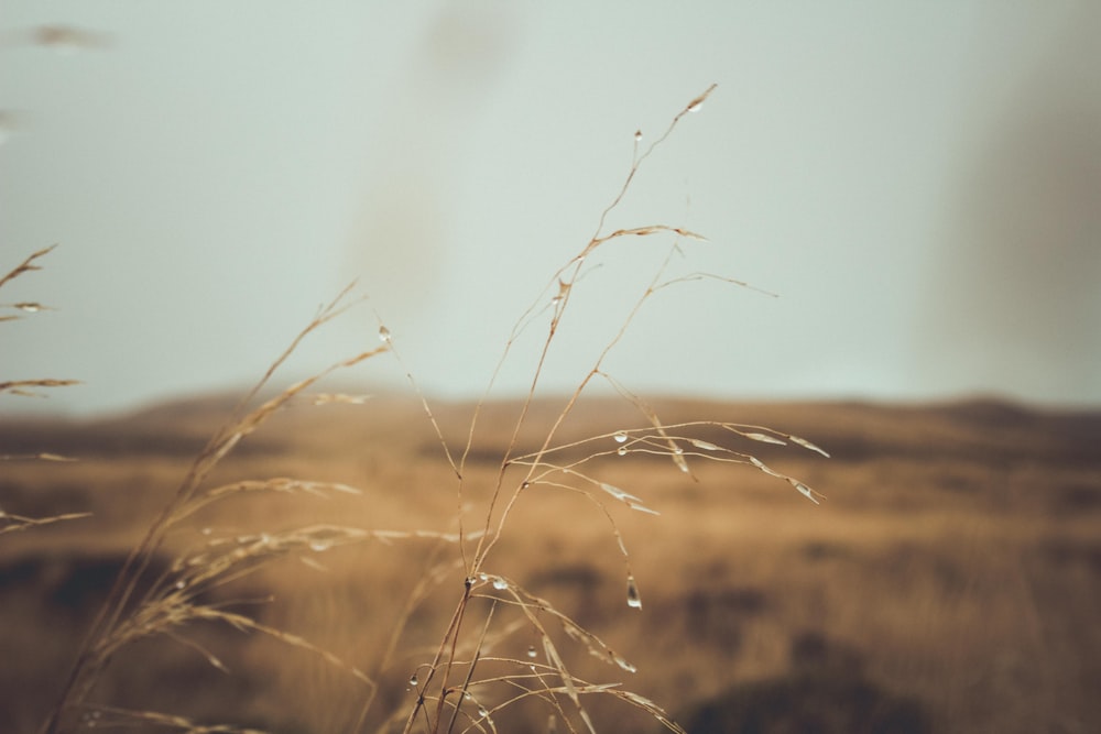 a close up of a grass field with a sky in the background