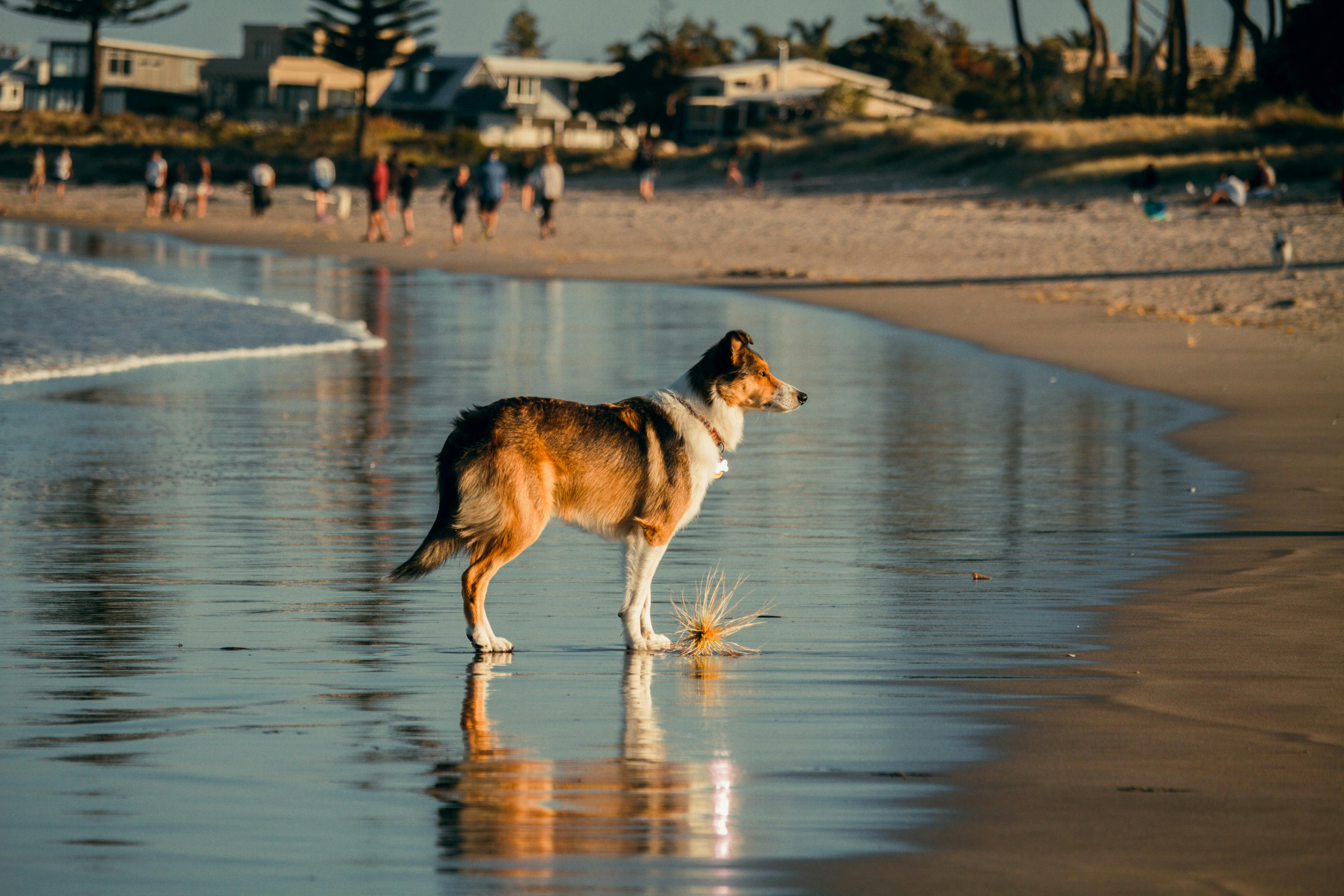 Collie standing at the water's edge