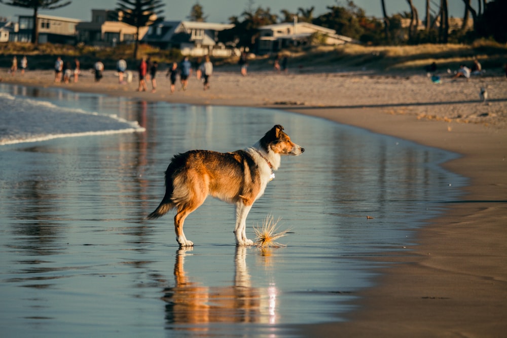 Ein Hund steht an einem Strand am Meer