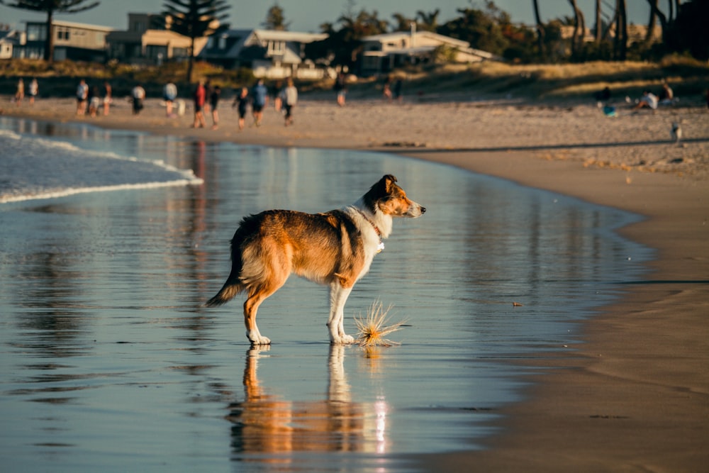 a dog standing on a beach next to the ocean